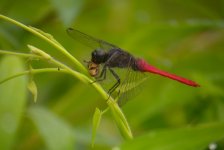 DSCN7534 Common Red Skimmer +bee.jpg