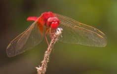 DSCN7539 Crimson Darter.jpg