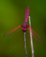 DSCN7518 Crimson Dropwing.jpg