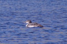 Loon (small).jpg