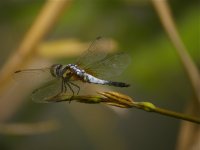 DSCN7600 Blue Dasher.jpg