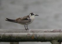 Non-breeding White-winged Tern.jpg