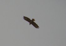 Buzzard 2 Choseley 300811Z30082011_Resize.jpg