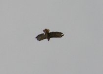 Buzzard 1 Choseley 300811Z30082011_Resize.jpg