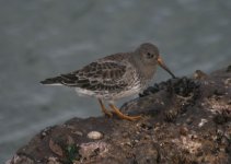 IMG_9311-Purple-sandpiper.jpg