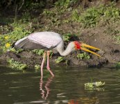 YellowbilledStork.JPG