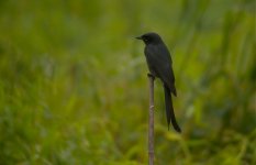 DSCN7829 Black Drongo bf.jpg