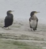 cormorants 400x400.jpg