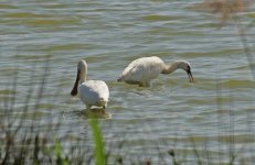 Spoonbills, Pera Marsh Oct 2011 LQ.jpg