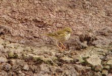 Meadow Pipit Flashes 301011.jpg