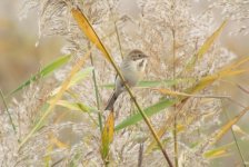 Pallas's Reed Bunting.jpg