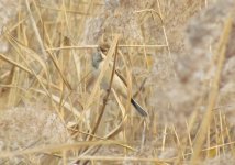 Pallas's Reed Bunting 2.jpg