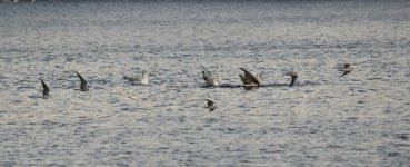 Web Black Terns 3.jpg