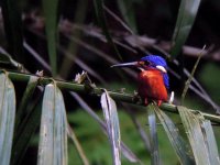 blue-eared kingfisher.jpg