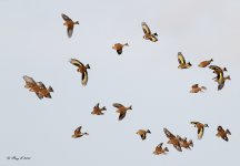 finches3.jpg