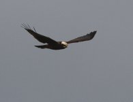 marshharrier2.jpg