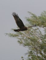 marshharrier3.jpg