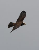 marshharrier4.jpg