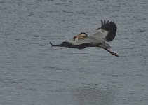 Heron 1_resize.jpg