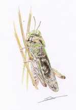 grasshopper_800.jpg