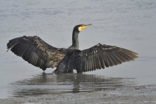 great cormorant wings V1_DSC1959.jpg