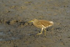 chinese pond heron V1_DSC2283.jpg