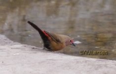 Af Firefinch q P1020758.JPG