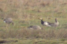 barnacle goose lurgangreen feb 06.jpg