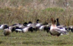 pinkfooted geese wt pale bellied brent feb o6 lurgangreen.jpg