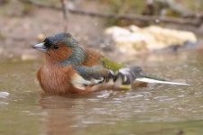 chaffinch240206f.jpg