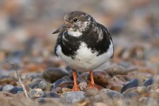 turnstone250206c.jpg