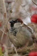 housesparrow310106d.jpg