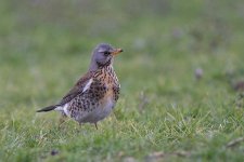 fieldfare270106p.jpg