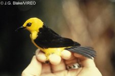 Chrysothlypis chrysomelas (masc.ad., Braulio Carrillo NP, CR, 1000m) 67.jpg