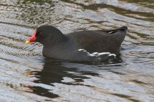 moorhen120106a.jpg