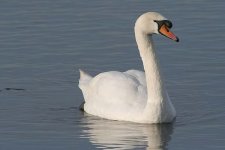 muteswan120106a.jpg