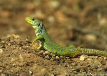 lizard-0012.jpg