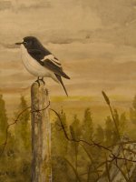 Pied Flycatcher_1.jpg