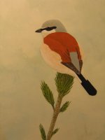 Red Backed Shrike.jpg