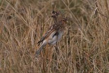 twite010306b.jpg