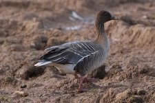 pfgoose010306a.jpg