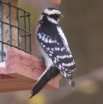 female downy with strange head pattern.jpg