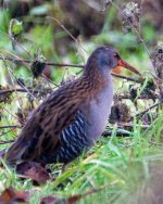 waterrail.jpg