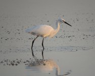 Little-Egret_MF01988.jpg