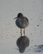 Redshank_MF02137.jpg