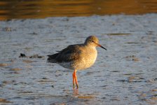 Redshank_MF01824.jpg