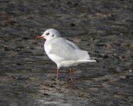 Black-Headed-Gull_MF01084.jpg