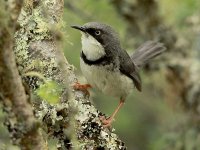 Bar-throated Apalis 0411.jpg