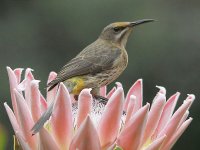 female Cape Sugarbird 7175.jpg