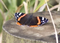 Red Admiral.jpg